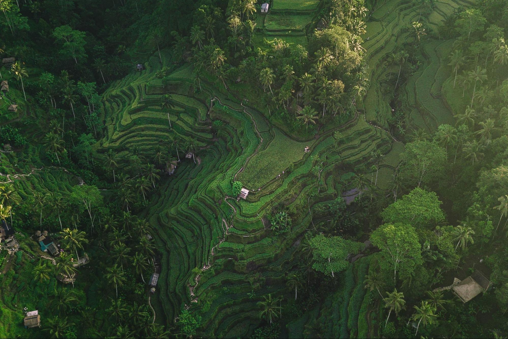 aerial view ubud, bali