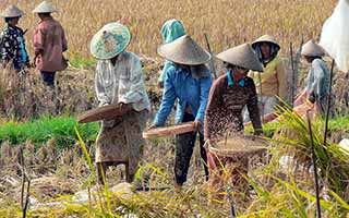 farmer in bali