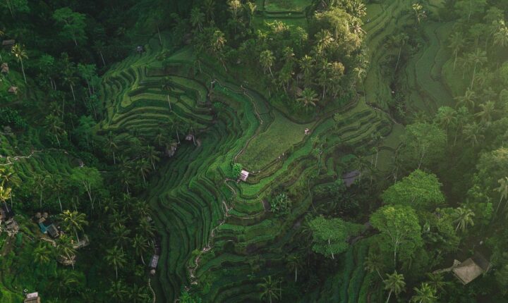 The Best of Ubud