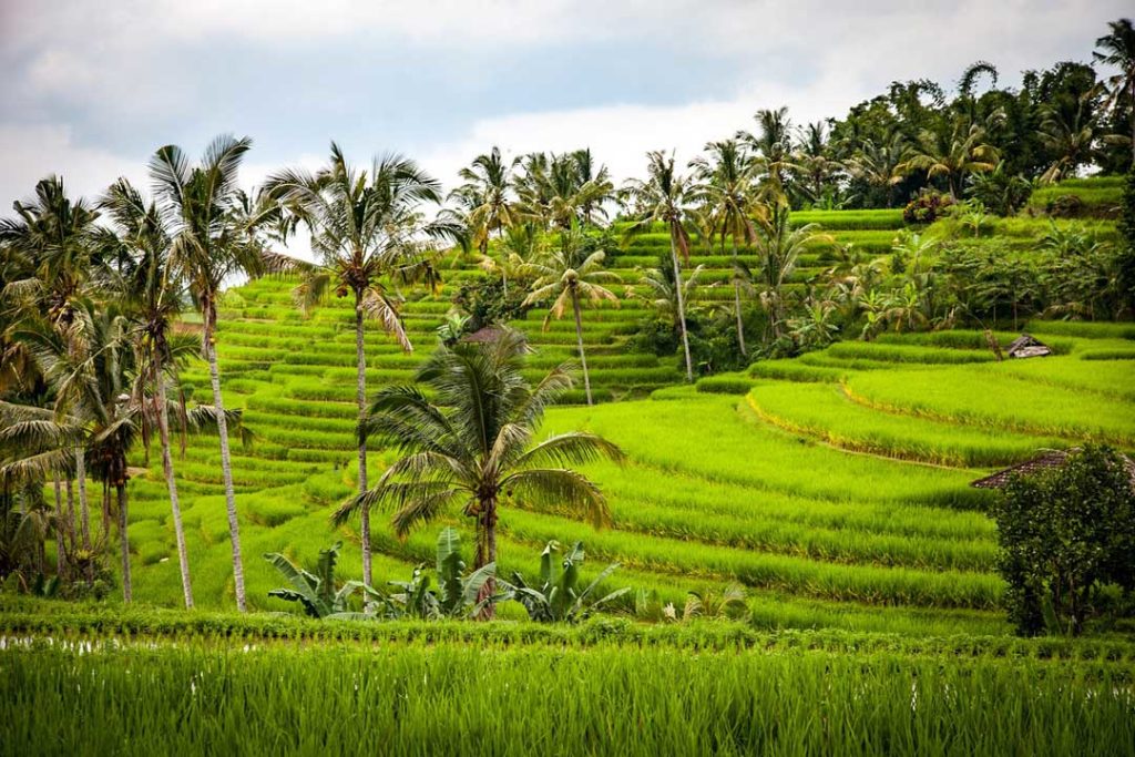 facts about Bali - rice paddies