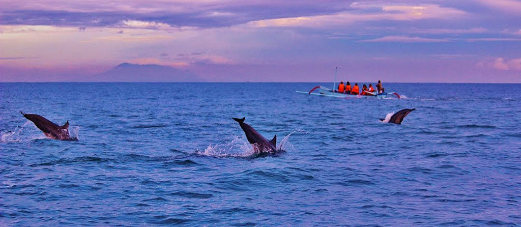 Bali Activities - dolphin