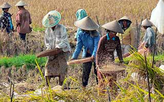 rice field bali