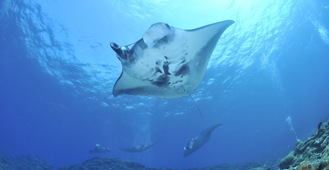 Diving in manta point Nusa Penida 