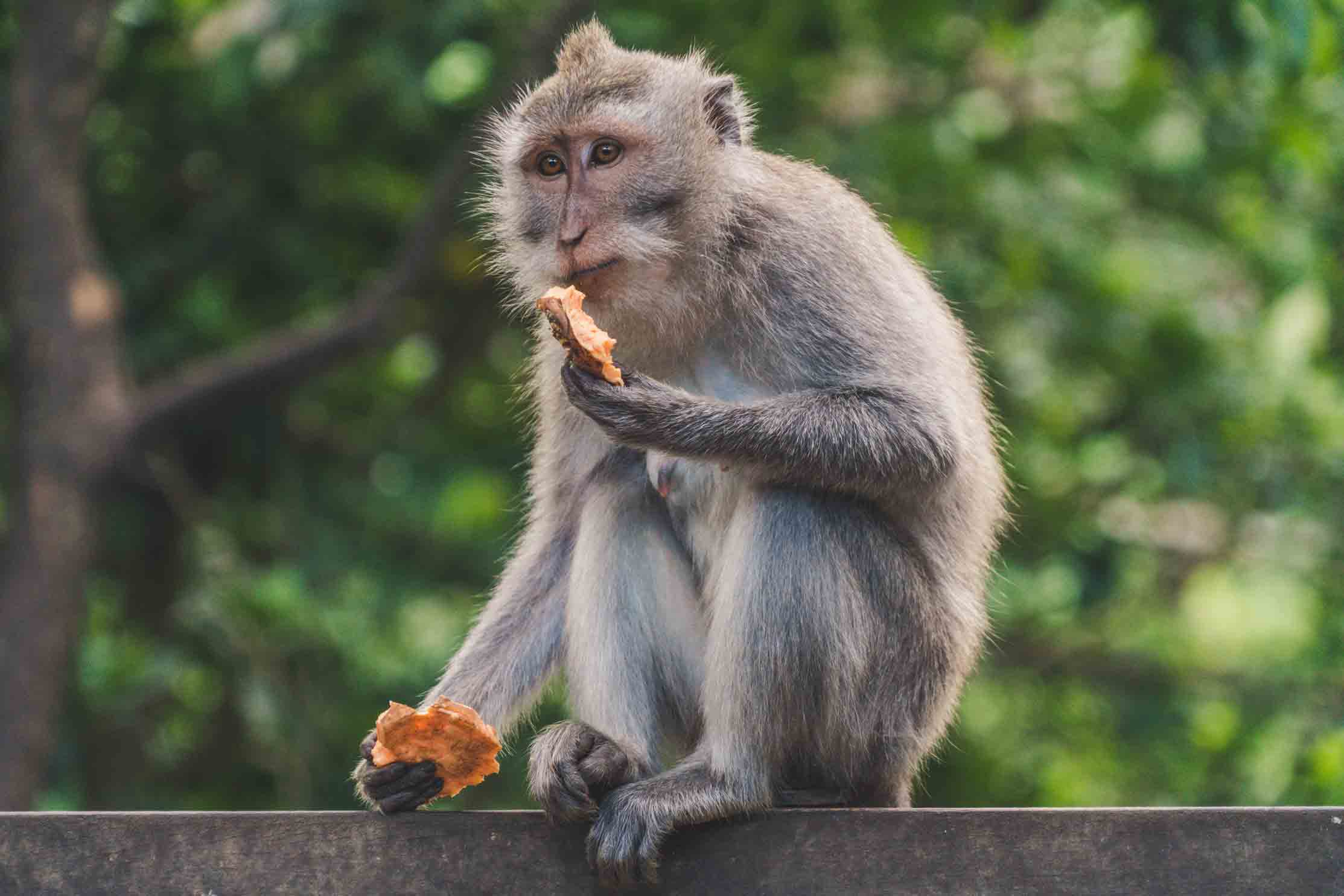 monkey-forest-bali